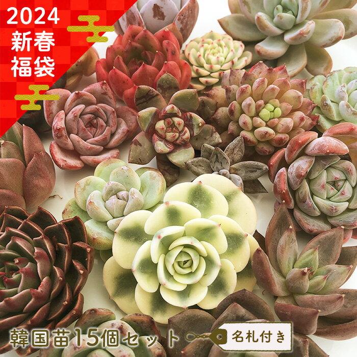 【数量限定】2024新春福袋 送料無料 韓国苗15個セット 名札付き 多肉植物 寄せ植え 観葉植物 インテリア tocのサムネイル