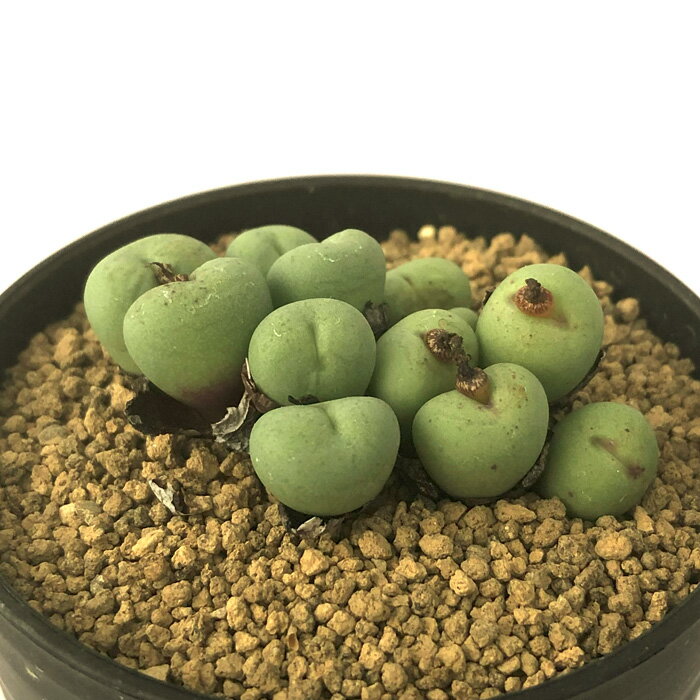 多肉植物 コノフィツム パゲアエ 小粒 2.5号鉢 観葉植物 インテリア osdのサムネイル