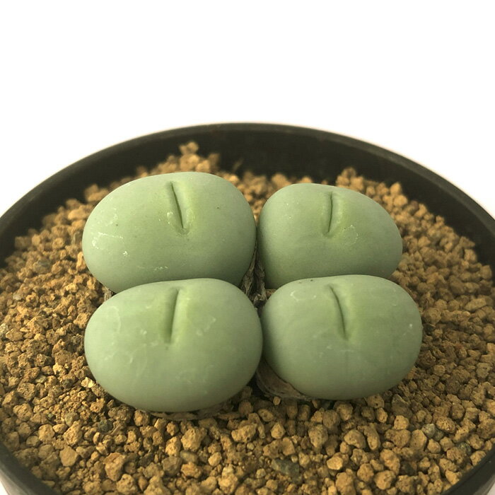 多肉植物 コノフィツム パゲアエ 大粒 2.5号鉢 観葉植物 インテリア osdのサムネイル