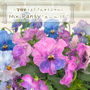 【予約販売】 育種家うえたさんオリジナル ミニパンジー エール17 10.5cmポット 花苗 ガーデニング uet 11月中旬以降発送
