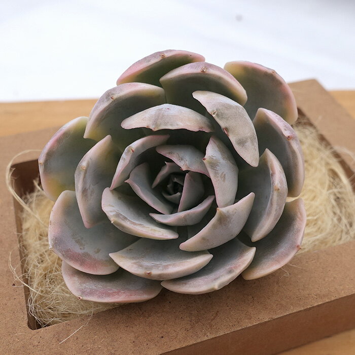 【3月入荷】多肉植物 エケベリア マカベアナ錦 韓国苗 抜き苗 カット苗 約6cm tps