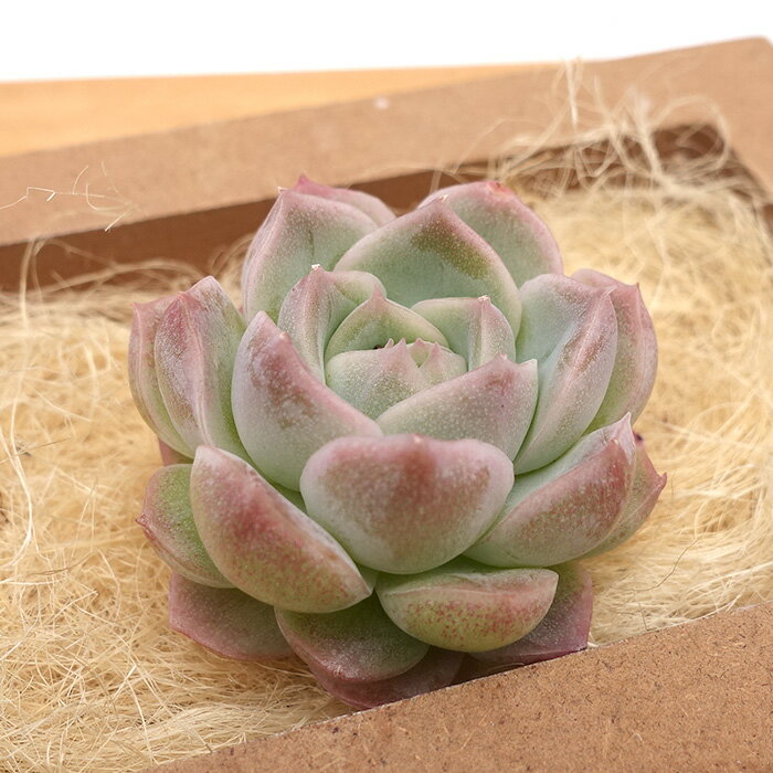 【3月入荷】多肉植物 エケベリア ホワイトマルガン 韓国苗 抜き苗 カット苗 約4cm tps