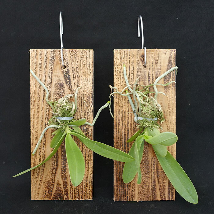 �Υ��ڳ��ָ������ۥե���Υץ��� ����̥���� �ʥ����祦��󸶼�� Ĺ����25cm�����ߤ� ���� ����ƥꥢ mat