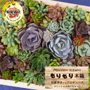 【サボテン 多肉植物 5種類 寄せ植え / ガラスレクト】/ サボテン 多肉植物 ミニサボテン 寄せ植え 観葉植物 インテリア オシャレ かわいい プレゼント ギフト 雑貨 母の日 父の日 バレンタイン ホワイトデー クリスマス 後藤サボテン GOTO SABOTEN /