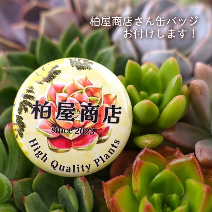 【柏屋商店さん直送】多肉植物 送料無料 品種おまかせカット苗 もりもりセット 観葉植物 インテリア 抜き苗 寄せ植え エケベリア セダム グラプトペタラム パキフィルム tti