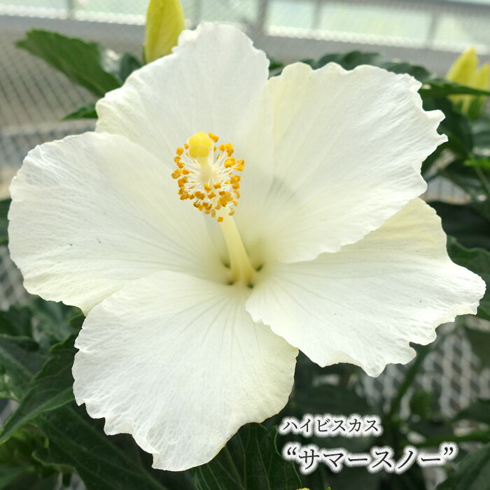 【まもなく予約締切】【予約販売】 ハイビスカス サマースノー 5号 鉢植え tyo 5月下旬以降発送のサムネイル