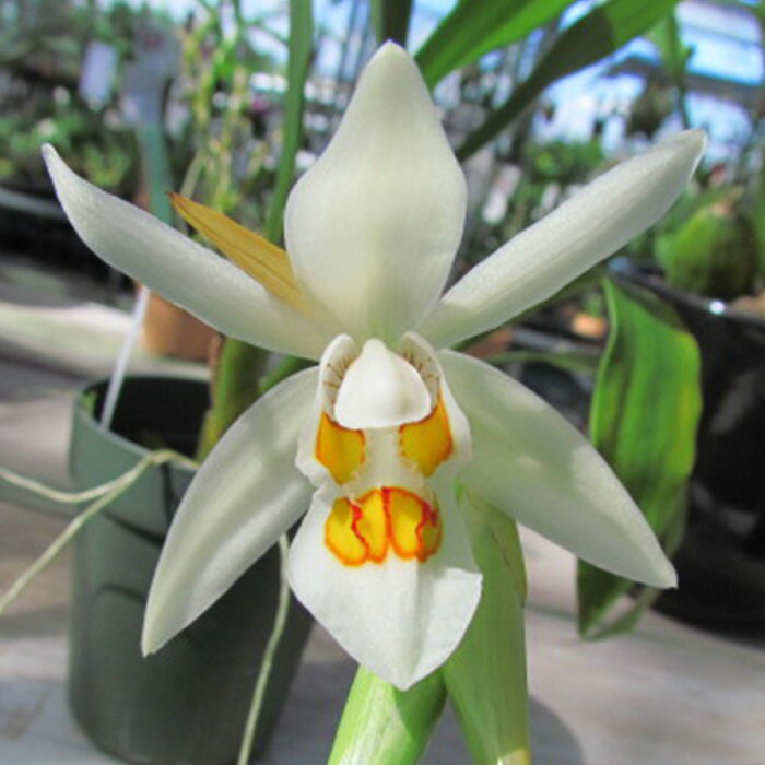 【予約販売】 洋ラン【開花見込株】セロジネ プンクチュラータ ニチダ 原種 9cm素焼き鉢 洋蘭 インテリア yam 3月中旬以降発送