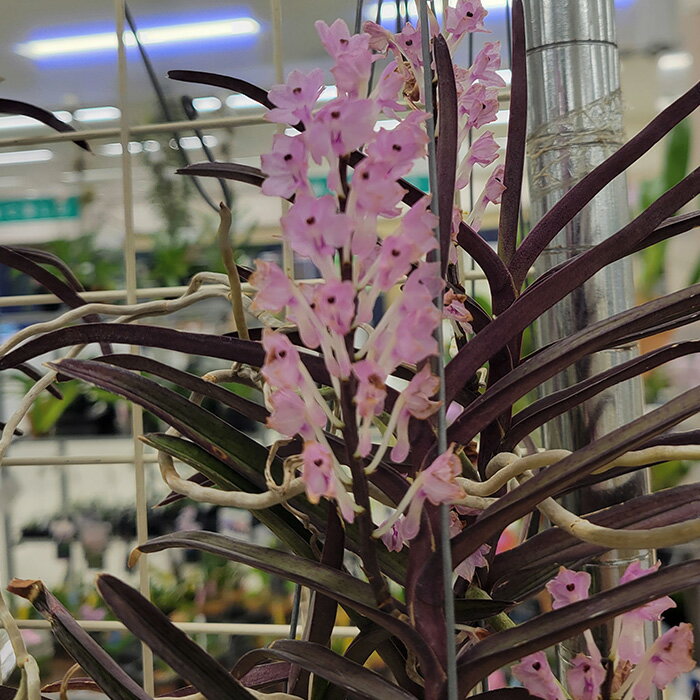乐天商城 - 【予約販売】 洋ラン【開花見込株】バンダ クリステンソニアナ さくらバンダ 原種 板付き 洋蘭 インテリア yam 6月上旬以降発送