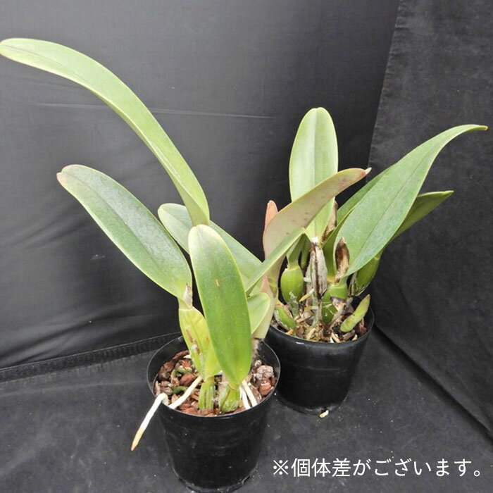 【予約販売】洋ラン【開花見込株】リンコレリオカトレア チュンイェー 3.5号鉢 洋蘭 インテリア tuk 6月上旬以降発送