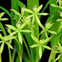 【予約販売】洋ラン【開花見込株】プロステケア カラマリア マーゴッツミニ 7.5cm素焼き鉢 洋蘭 インテリア kyg 11月上旬以降発送