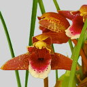 【予約販売】洋ラン【開花見込株】マキシラリア サンギニア ”メルセデック ラバゴ” 7.5cm素焼き鉢 洋蘭 インテリア kyg 11月上旬以降発送