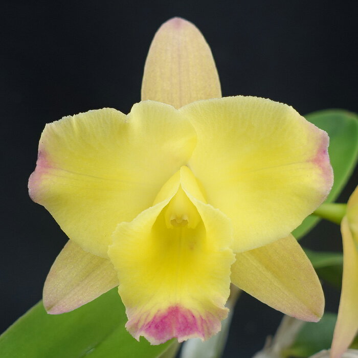 【予約販売】洋ラン【開花見込株】カトレア チェリービー ”エモーション” 7.5cm素焼き鉢 洋蘭 インテリア kyg 3月中旬以降発送