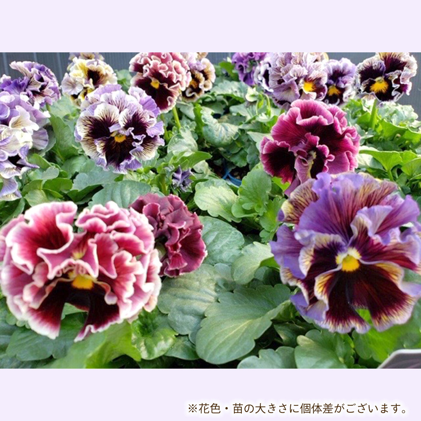 【予約販売】サトウ園芸さんオリジナル パンジー ドラキュラ 10.5cmポット 3個セット 花苗 ガーデニング stu 11月下旬以降発送