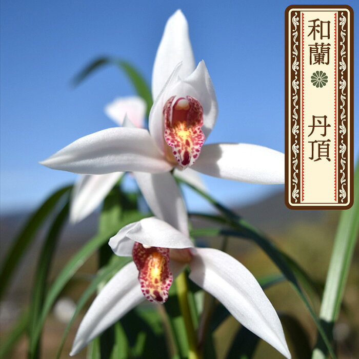 楽天市場】東洋蘭（花・観葉植物｜花・ガーデン・DIY）の通販