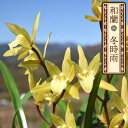 【予約販売】和蘭 冬時雨 9cmポット 駿河蘭-報才蘭系 芳香性 ふゆしぐれ 東洋蘭 洋蘭 シンビジウム インテリア wrn 12月上旬以降発送