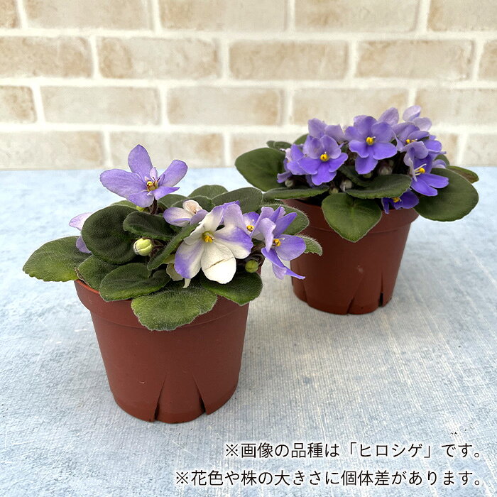 レイテストプランツの【予約販売】 セントポーリア ピンクシャイン 9cmポット 普通種 鉢花 インテリアグリーン ryg 11月中旬以降発送｜アングル2