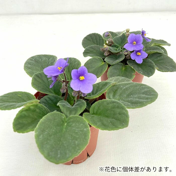 【予約販売】 セントポーリア マニトバ 9cm...の紹介画像2