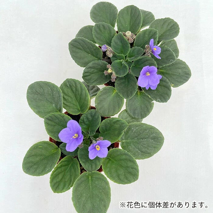 【予約販売】 セントポーリア マニトバ 9cm...の紹介画像3