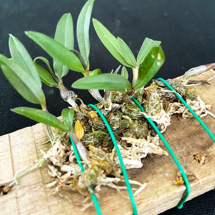 �Υ��ڳ��ָ������ۥǥ�ɥ��ӥ��� �ե��å��ե������塼�� ���դ� �ߤ� ���� ����̵�� ����ƥꥢ asa