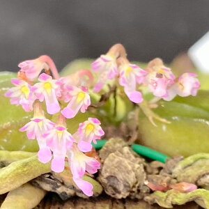 洋ラン【開花見込株】ショエノルキス フレグランス 板付き 吊り 洋蘭 キロキスタ 送料無料 インテリア asa