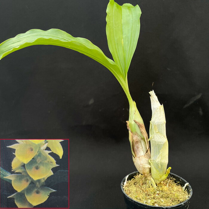 洋ラン 【開花見込株】 送料無料 カタセタム ピレアタム ’オーロヴェルデ×セルフ’ 2.5号鉢 洋ラン 洋蘭 インテリア tiy