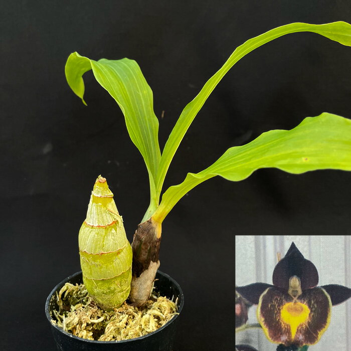 洋ラン 【開花見込株】 送料無料 カタセタム ゲルハルト ライステ 2.5号鉢 洋ラン 洋蘭 インテリア tiy