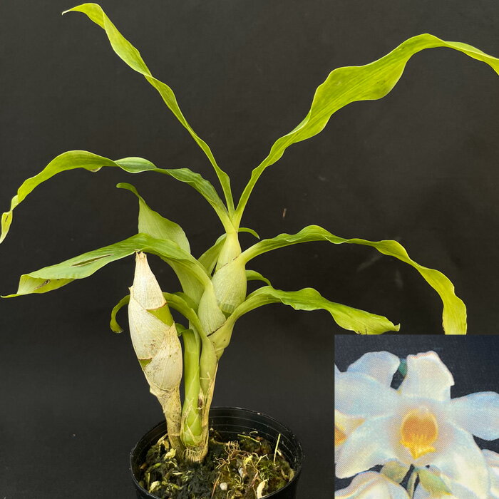 洋ラン 【開花見込株】 送料無料 チシス ブラクテセンス 2.5号鉢 洋ラン 洋蘭 インテリア tiy