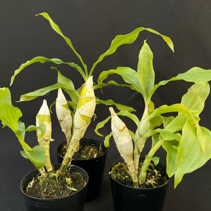 洋ラン 【開花見込株】 送料無料 チシス ブラクテセンス 2.5号鉢 洋ラン 洋蘭 インテリア tiy