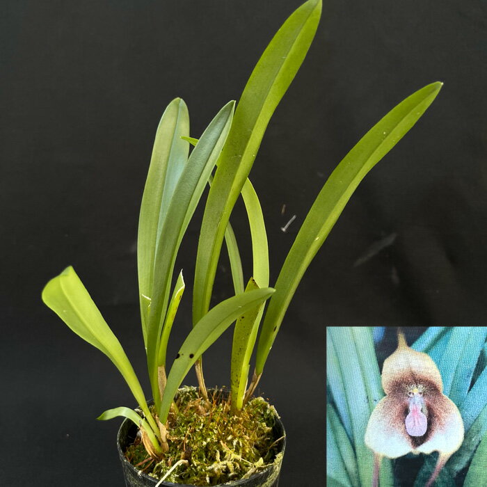 洋ラン 【開花見込株】 送料無料 ドラクラ アフォロデス 2.5号鉢 モンキーオーキッド ドラキュラ 洋蘭 インテリア tiy