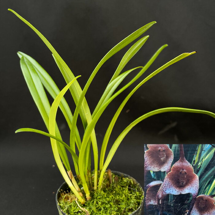 洋ラン 【開花見込株】 送料無料 ドラクラ プシタシナ 2.5号鉢 モンキーオーキッド ドラキュラ 洋蘭 インテリア tiy