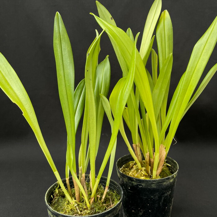 洋ラン 【開花見込株】 送料無料 ドラクラ ベニフィカ セレナ 2.5号鉢 モンキーオーキッド ドラキュラ 洋蘭 インテリア tiy