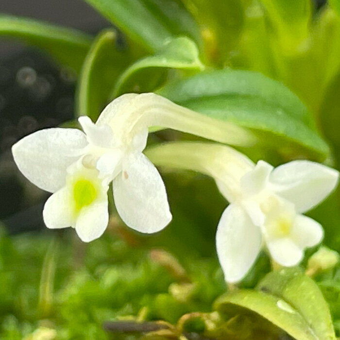 洋ラン デンドロビウム フニフォルミス 6cmポット 原種 希少 珍品種 送料無料 洋蘭 インテリア hrd