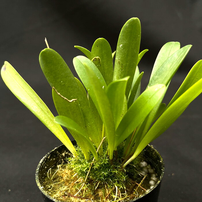 洋ラン ステリス ウァグネリー ’ウォルター’ 6cmポット 原種 希少 珍品種 送料無料 洋蘭 インテリア hrd