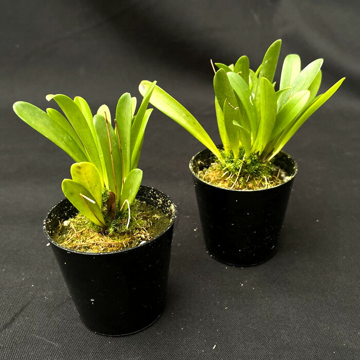 洋ラン ステリス ウァグネリー ’ウォルター’ 6cmポット 原種 希少 珍品種 送料無料 洋蘭 インテリア hrd