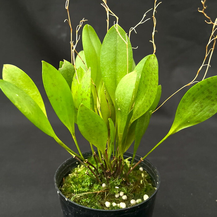 洋ラン プレウロタリス プテロフォラ 7.5cmポット 原種 希少 珍品種 送料無料 洋蘭 インテリア hrd