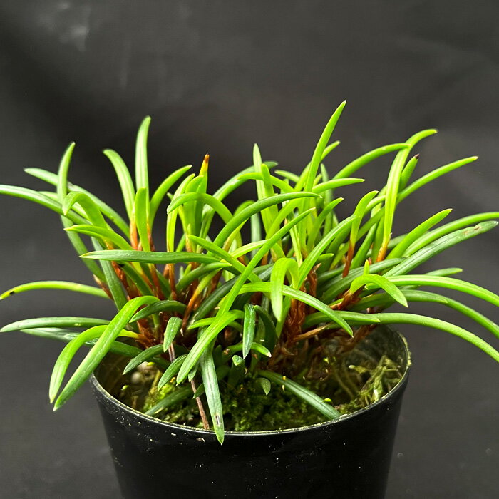 洋ラン ケラトスティリス フィリピネンシス 7.5cmポット 原種 希少 珍品種 送料無料 洋蘭 インテリア hrd