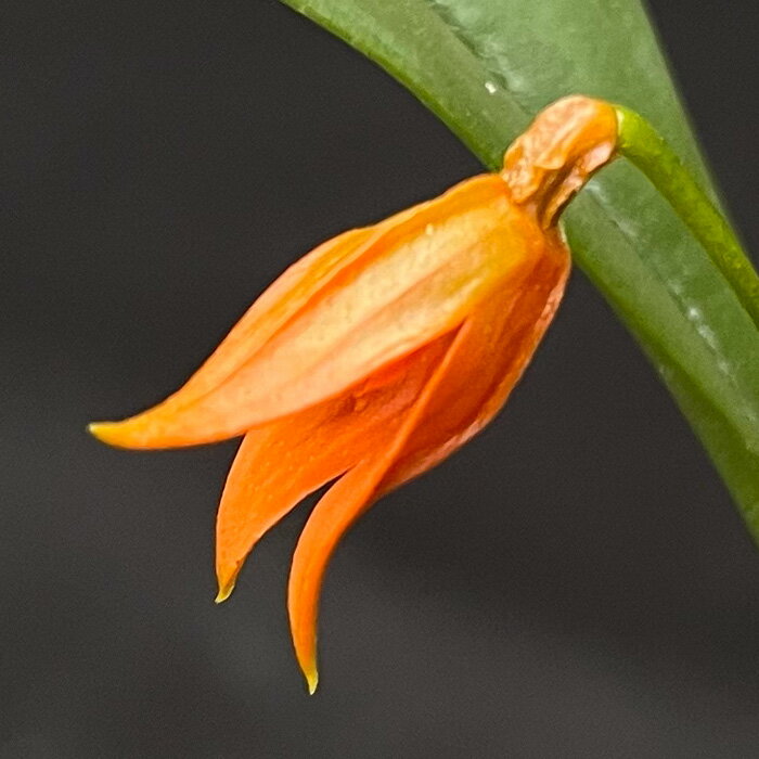 洋ラン スペックリニア フルゲンス 7.5cmポット 原種 希少 珍品種 送料無料 洋蘭 インテリア hrd