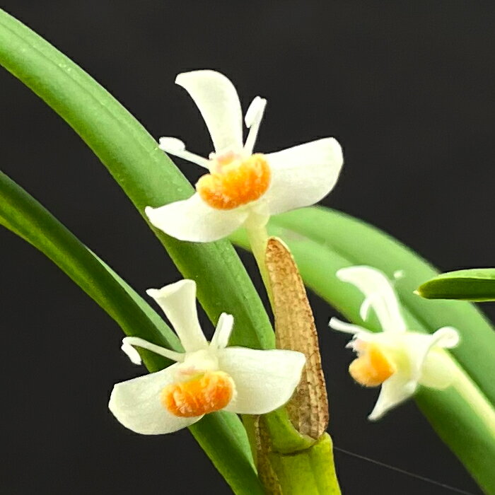 洋ラン デンドロビウム タイロリ 7.5cmポット 原種 テイロリ 希少 珍品種 送料無料 洋蘭 インテリア hrd