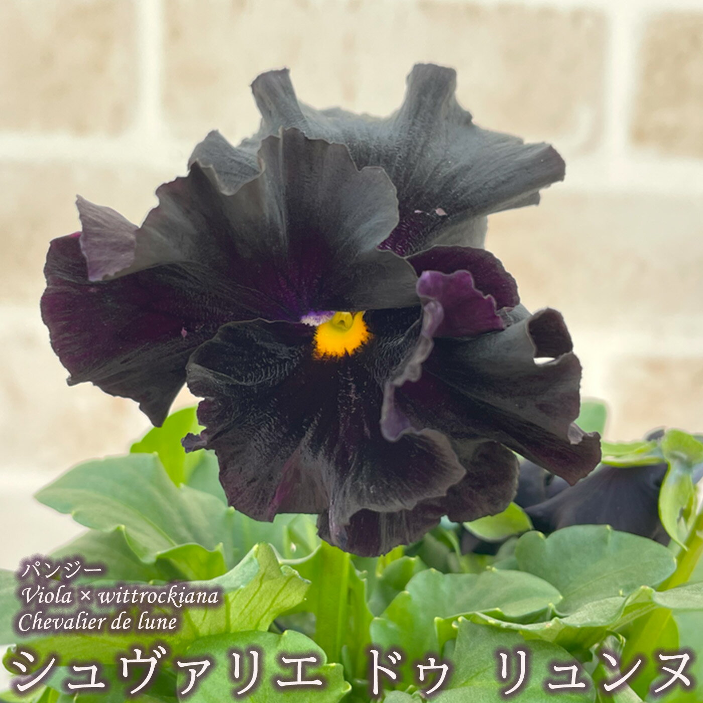 【まもなく予約締切】【予約販売】 サトウ園芸さんオリジナル パンジー シュヴァリエ・ドゥ・リュンヌ 10.5cmポット 3個セット 花苗 ガーデニング stp 11月中旬以降発送