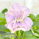 【予約販売】 サトウ園芸さんオリジナル ビオラ プチトリアン ローランサングレー 10.5cmポット 3個セット 花苗 ガーデニング stp 11月中旬以降発送