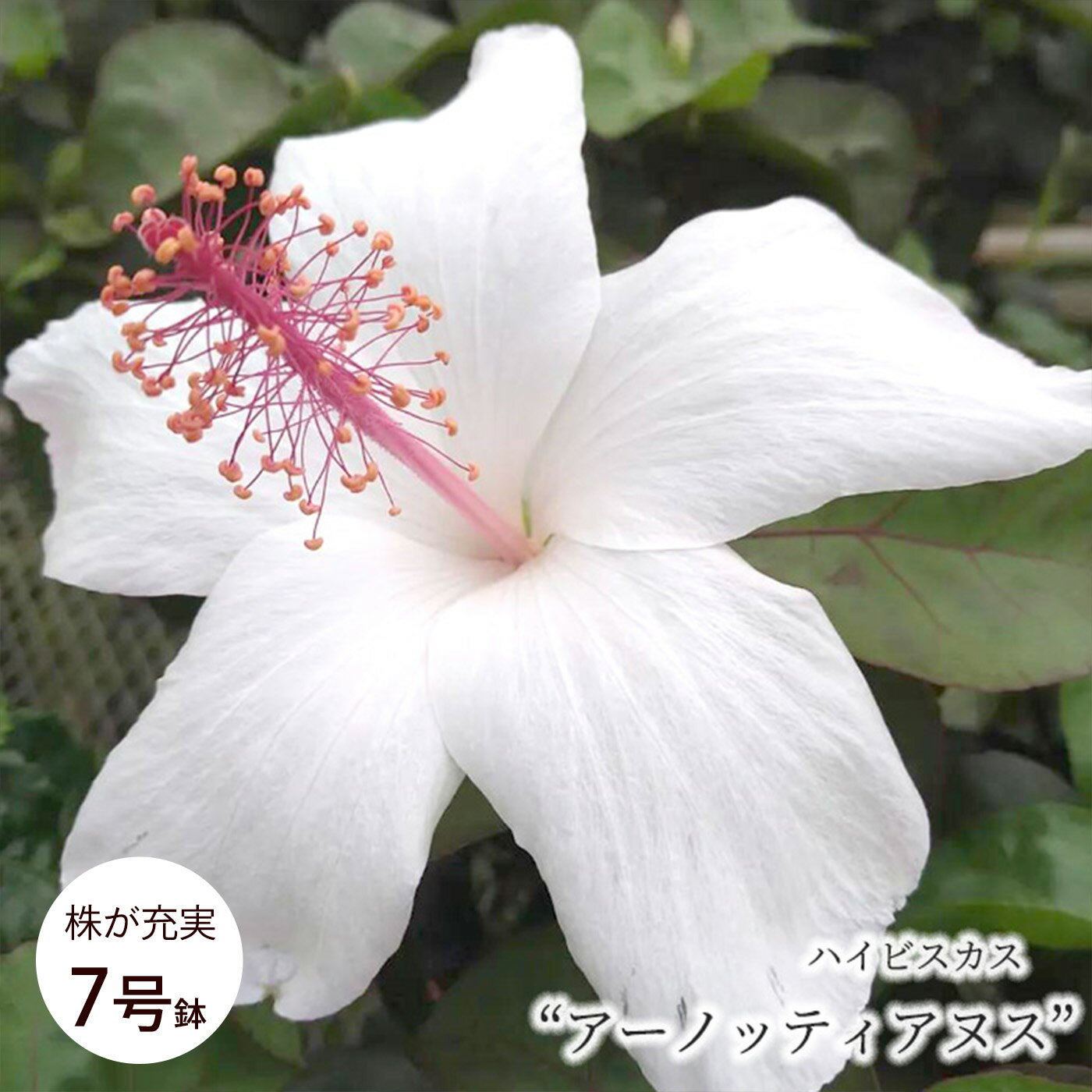  ハイビスカス アーノッティアヌス 7号 鉢植え 送料無料トロピカル 南国 色鮮やか 熱帯植物 育てやすい 初心者向け osg7 7月上旬以降発送