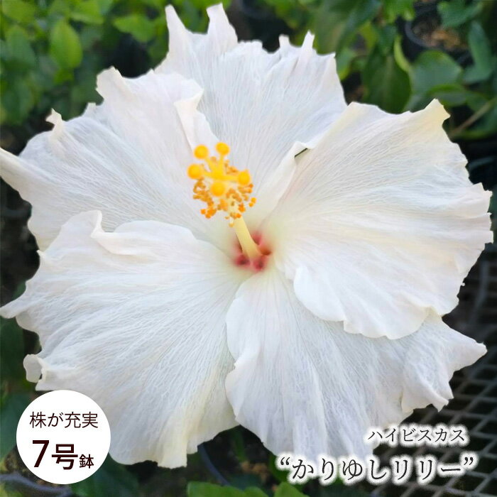 特徴 品種名：かりゆしリリー 白花ハイビスカス。花は中輪サイズ。 ハイビスカスは、赤・黄・白・ピンク・オレンジ色など原色の鮮やかな花色が魅力の熱帯花木です。 置き場所 日光がよく当たる場所を好みます。ただし夏に株が弱っているときは半日陰へ移...