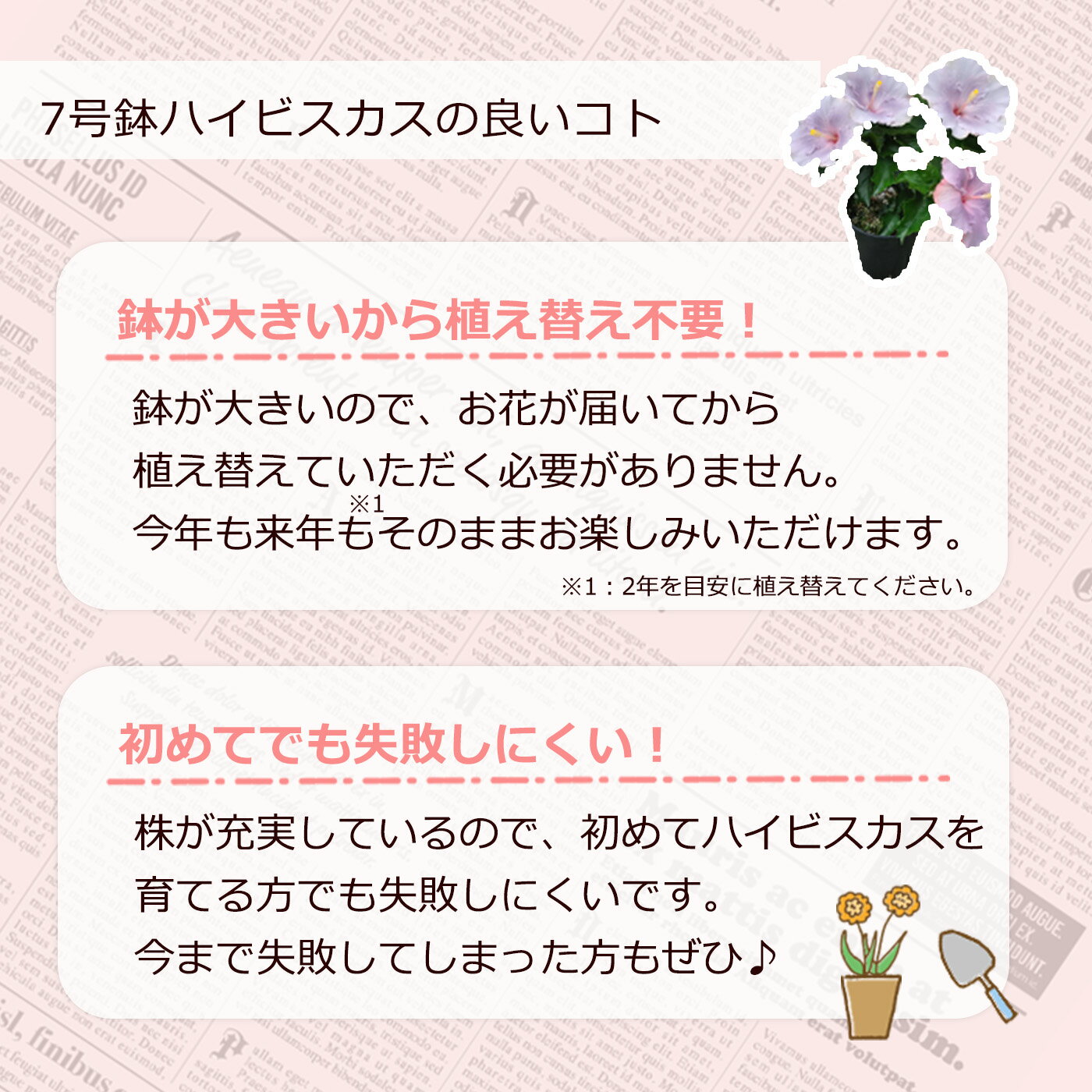 【予約販売】 ハイビスカス グエンマリー 7号 鉢植え 送料無料トロピカル 南国 色鮮やか 熱帯植物 育てやすい 初心者向け osg7 5月下旬以降発送
