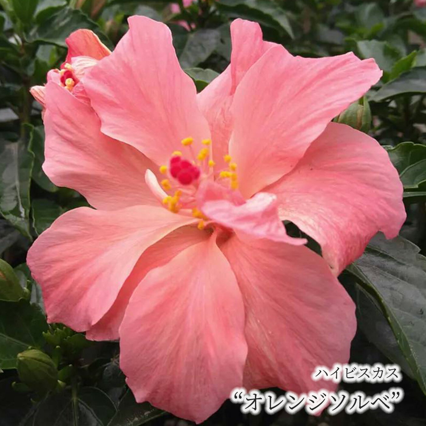 【まもなく予約締切】【予約販売】 ハイビスカス オレンジソルベ 5号 鉢植え トロピカル 南国 色鮮やか 熱帯植物 育てやすい 初心者向け osg5 5月下旬以降発送のサムネイル