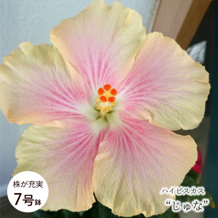  ハイビスカス じゅな 7号 鉢植え 送料無料トロピカル 南国 色鮮やか 熱帯植物 育てやすい 初心者向け osg7 7月上旬以降発送