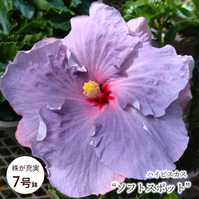 Hibiscus - 【予約販売】 ハイビスカス ソフトスポット 7号 鉢植え 送料無料トロピカル 南国 色鮮やか 熱帯植物 育てやすい 初心者向け osg7 7月上旬以降発送
