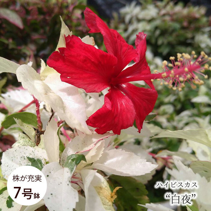楽天市場】7号（鉢花｜花・観葉植物）：花・ガーデン・DIYの通販