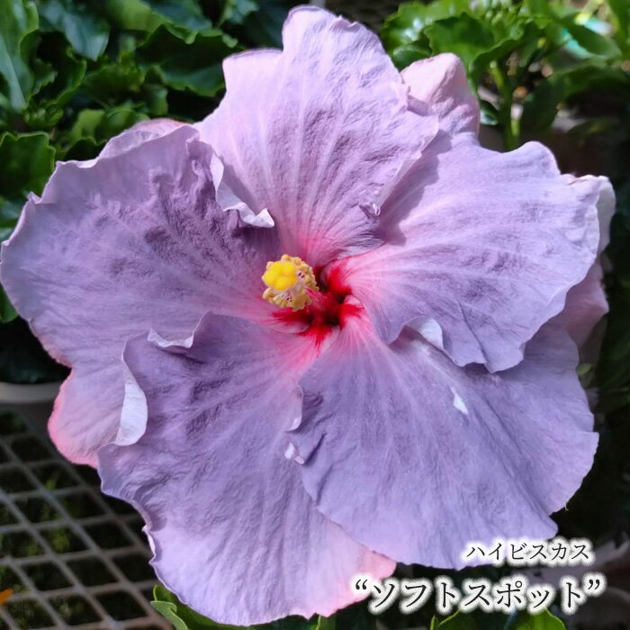 【まもなく予約締切】【予約販売】 ハイビスカス ソフトスポット 5号 鉢植えトロピカル 南国 色鮮やか 熱帯植物 育てやすい 初心者向け osg5 5月下旬以降発送のサムネイル