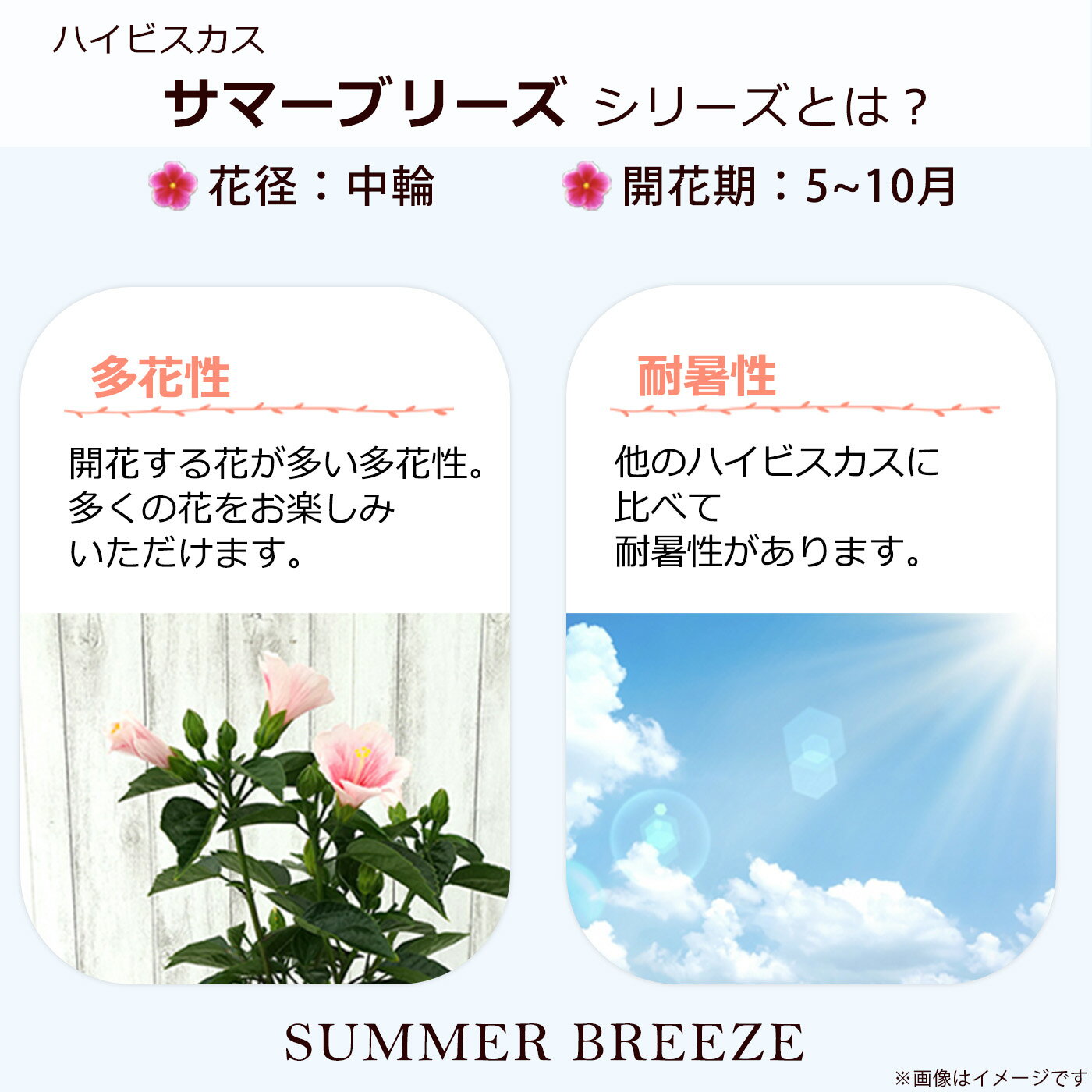【予約販売】 ハイビスカス サマーブリーズ スターリーウィンド 5号 鉢植えトロピカル 南国 色鮮やか 熱帯植物 育てやすい 初心者向け osg5 5月下旬以降発送