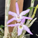 洋ラン【開花見込株】デンドロビューム モニリフォルメ 赤花 特大 大株 長さ約20cm杉板吊り セッコク デンドロビウム 洋蘭 インテリア mat